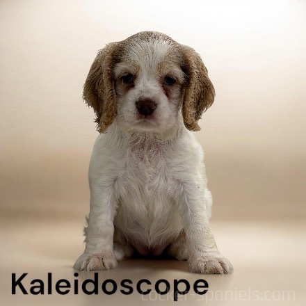 puppy, for, sale, Cocker Spaniel, Joe & Cherri  Overlease, dog, breeder, Miller, MO, dog-breeder, puppy-for-sale, forsale, nearby, find, puppyfind, locator, puppylocator, aca